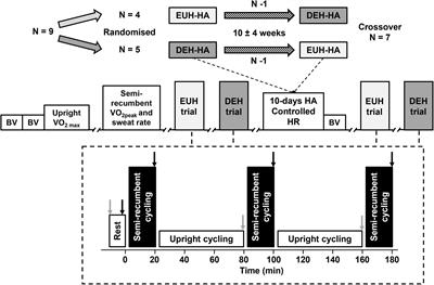 Exercise Heat Acclimation With Dehydration Does Not Affect Vascular and Cardiac Volumes or Systemic Hemodynamics During Endurance Exercise